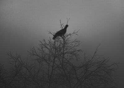 A grayscale image of a crow sitting on the skeletal branches of a tree