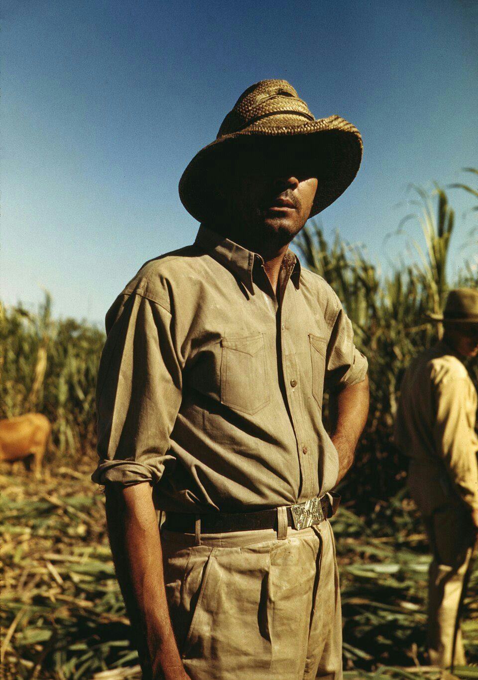 A Puerto Rican man in his 20s-30s stands in the middle of a sugar cane field during harvest, looking at the camera with one hand on his hip. He wears a wide-brimmed hat, beige pants, a leather belt, and a button-down polo shirt. His eyes and nose are obscured by the shadow of his hat. There is a blue sky in the background, and other workers harvesting sugarcane.