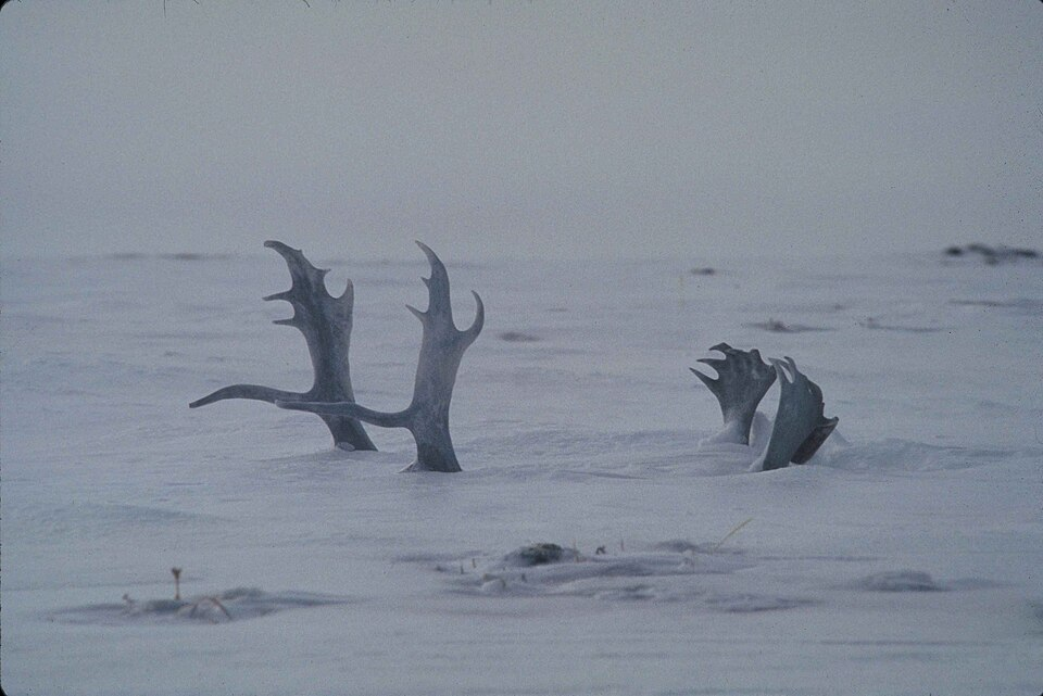 Caribou antlers jut out of the snow against a pale wintery landscape.
