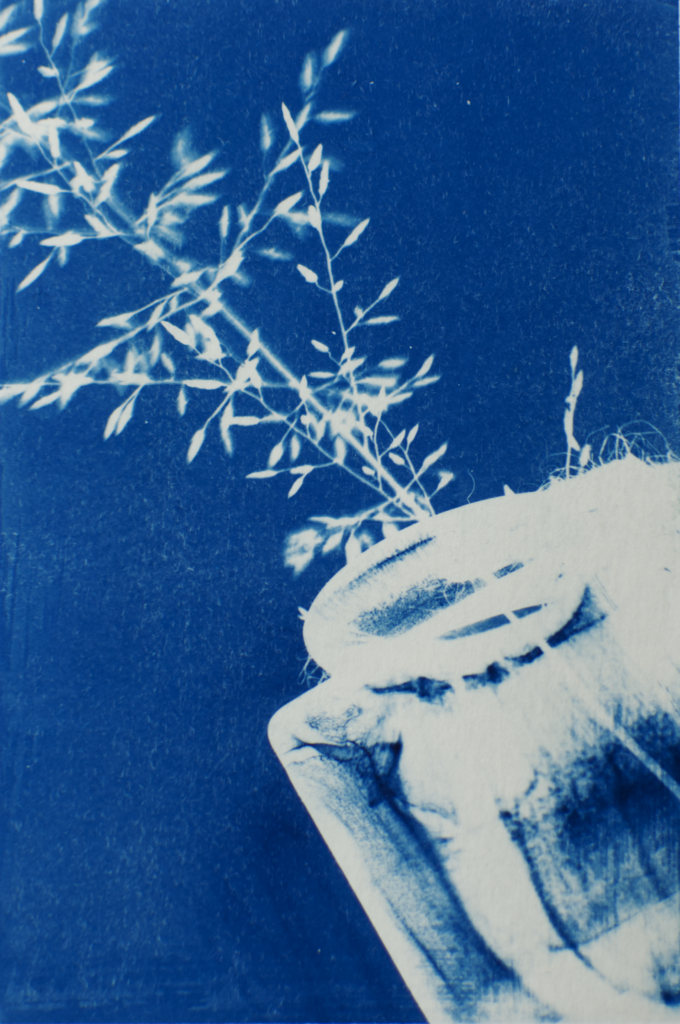Cyanotype of switchgrass in a glass jar laying on its side.